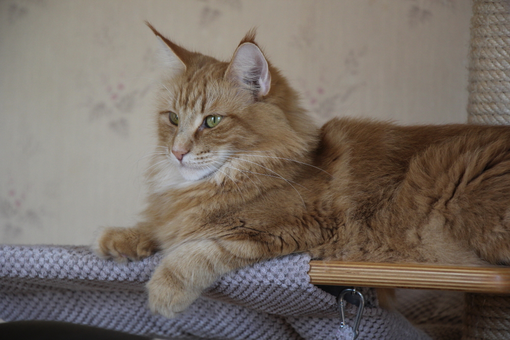 Ivy - 6 avril 2025 (2)