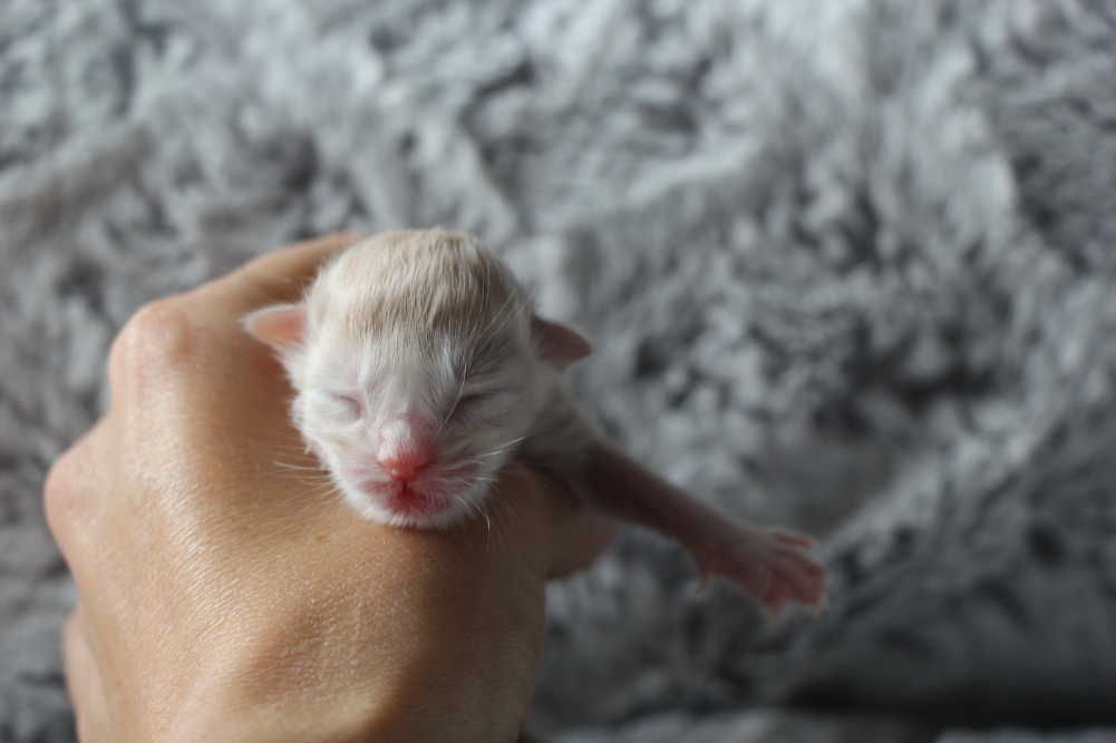 Mylo - Naissance (3)