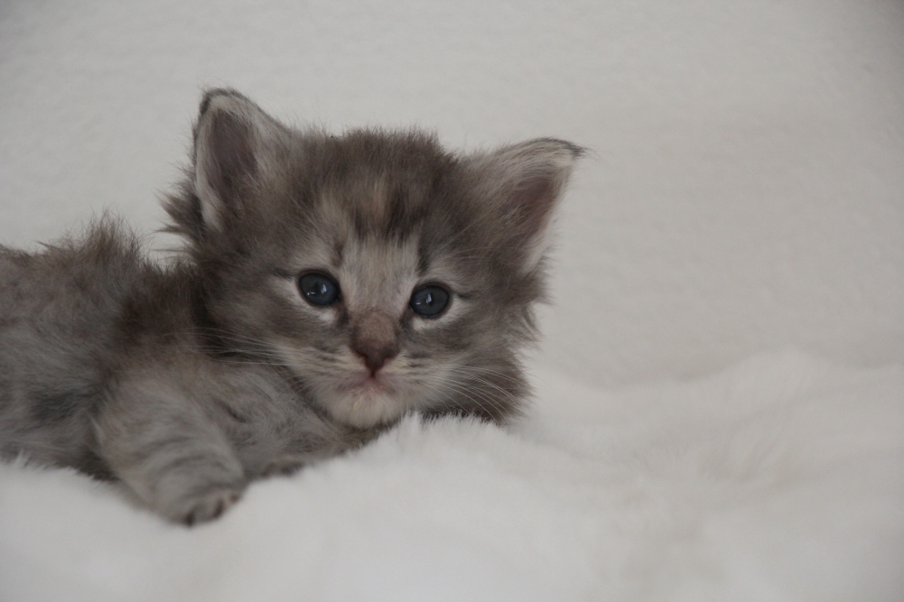 Myllie - 4 semaines et 6 jours (1)