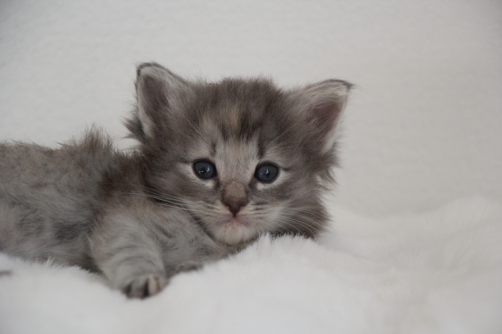 Myllie - 4 semaines et 6 jours (12)