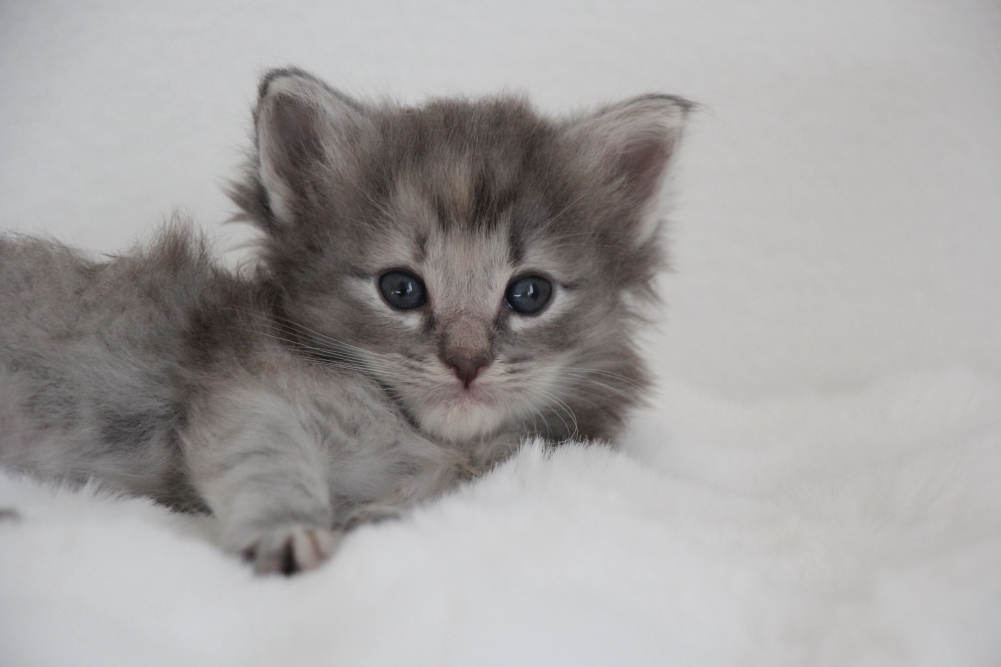 Myllie - 4 semaines et 6 jours (4)