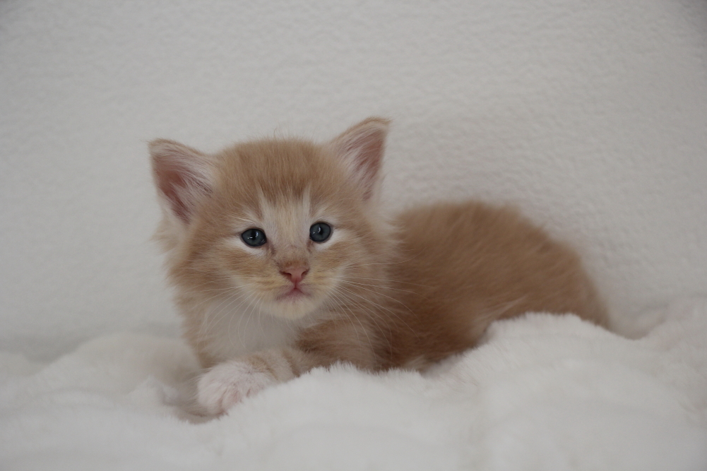Mylo - 4 semaines et 6 jours (12)