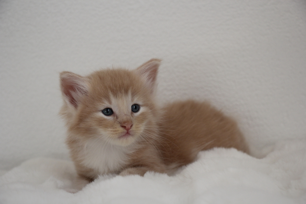 Mylo - 4 semaines et 6 jours (15)