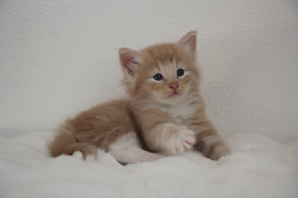 Mylo - 4 semaines et 6 jours (35)