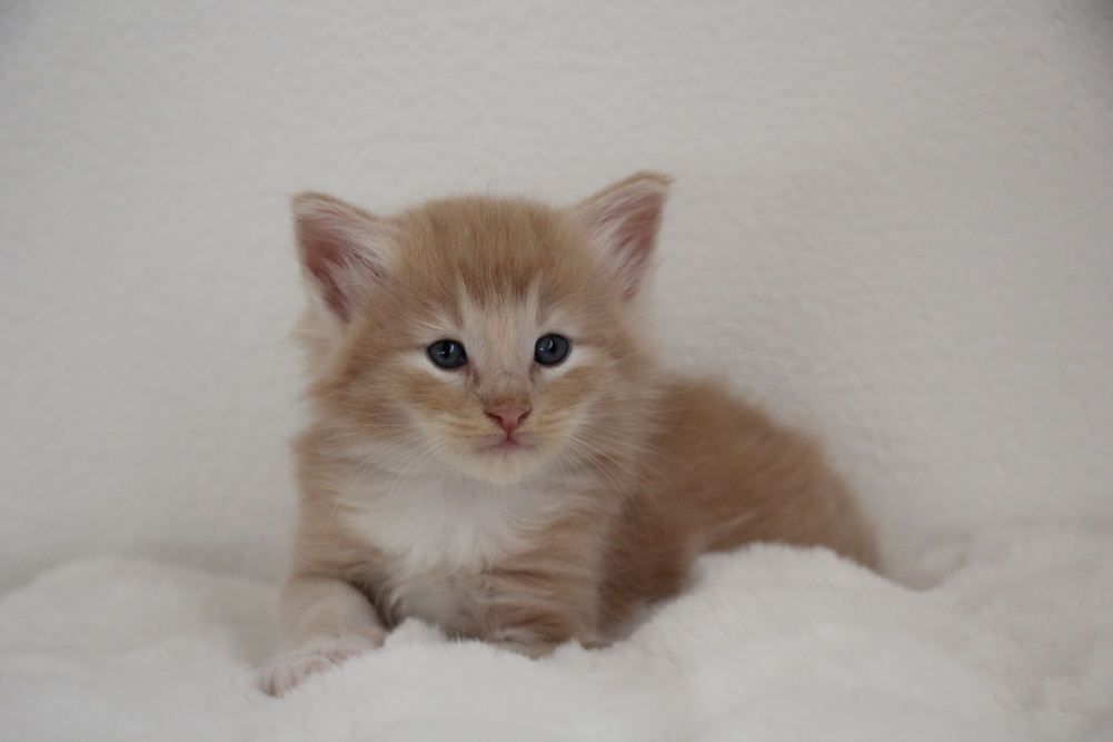 Mylo - 4 semaines et 6 jours (8)