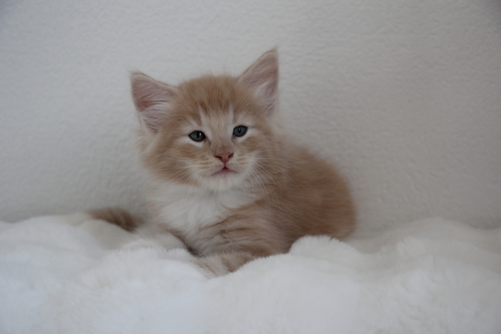 Mylo - 6 semaines et 4 jours (1)