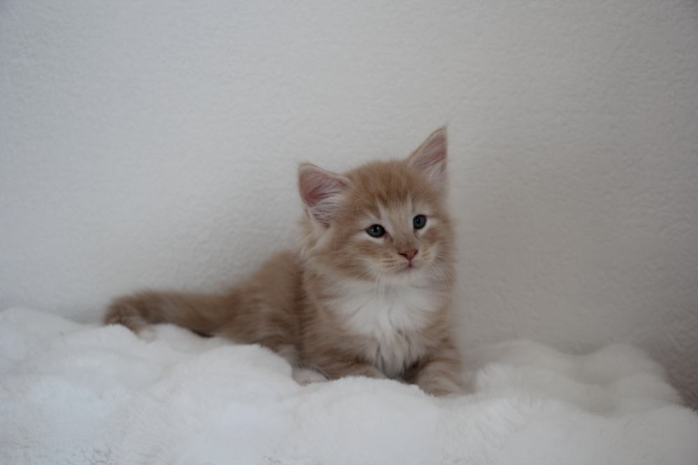Mylo - 6 semaines et 4 jours (11)