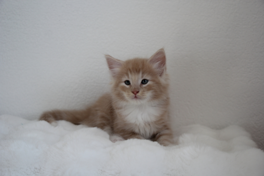 Mylo - 6 semaines et 4 jours (13)