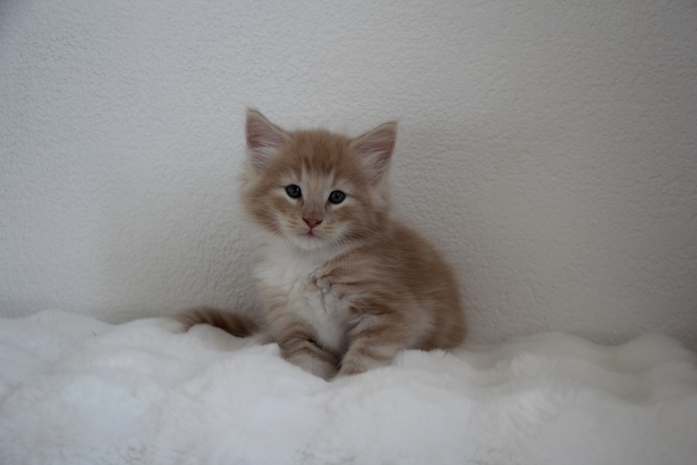 Mylo - 6 semaines et 4 jours (16)