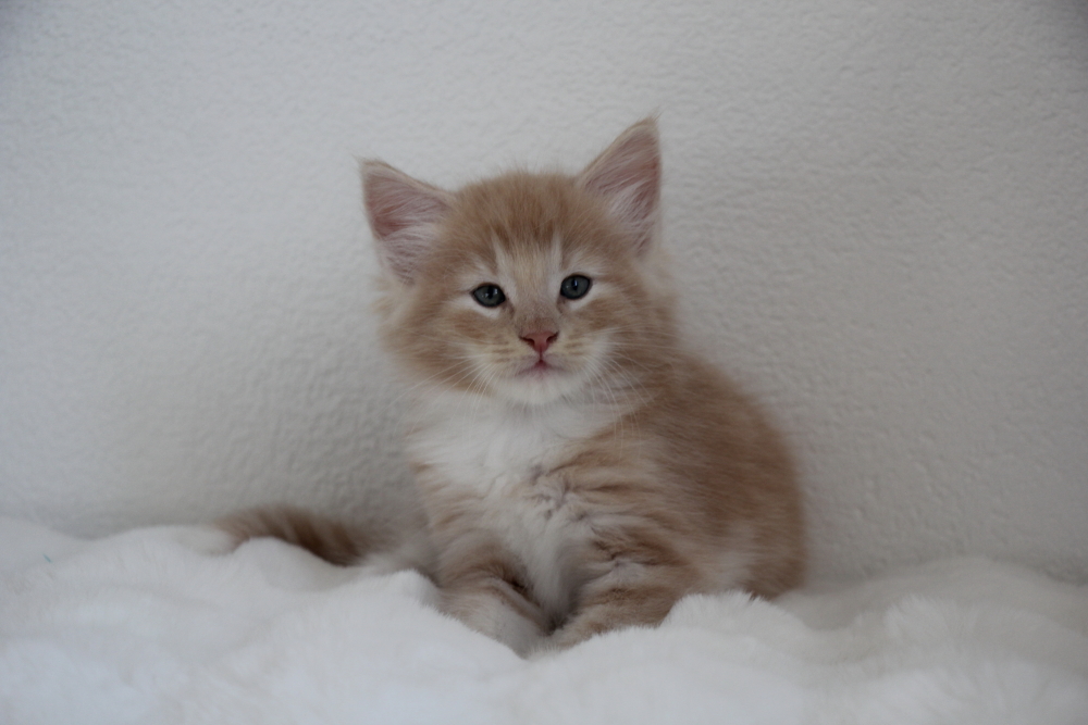 Mylo - 6 semaines et 4 jours (20)