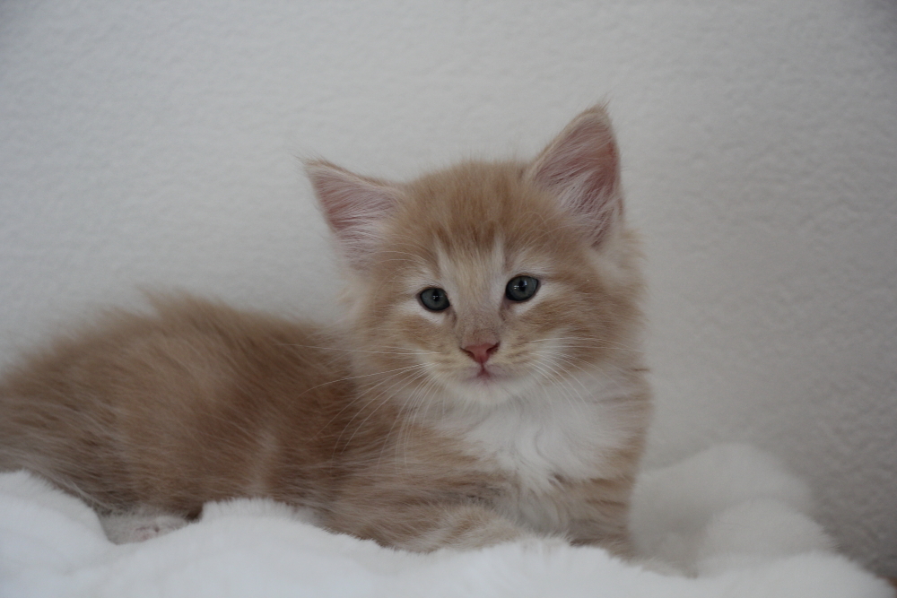 Mylo - 6 semaines et 4 jours (8)
