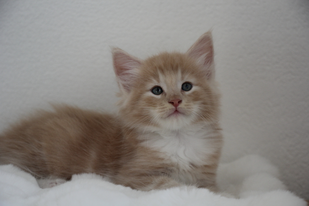 Mylo - 6 semaines et 4 jours (9)
