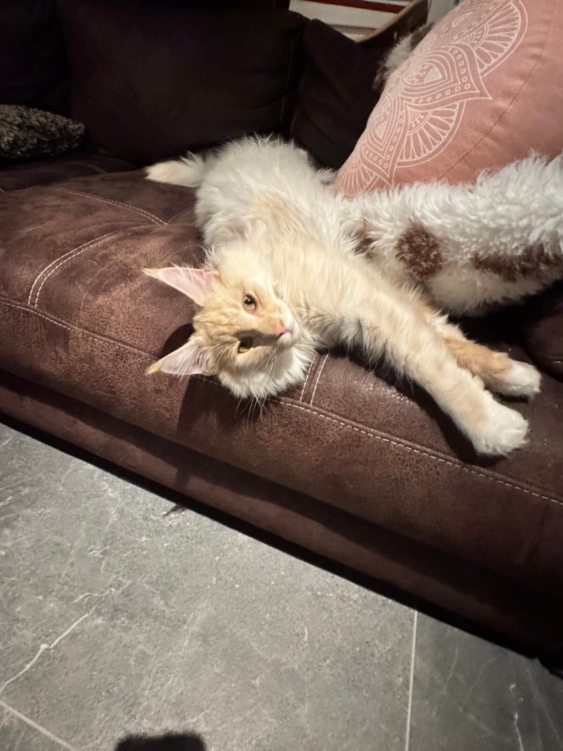 Lille Fullmane - 09.2025