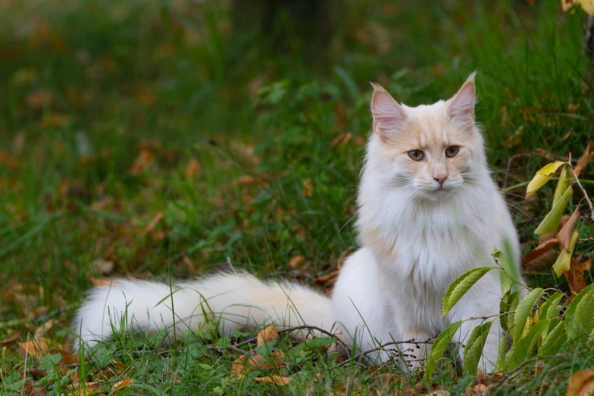 Lille Fullmane - 12.10.25