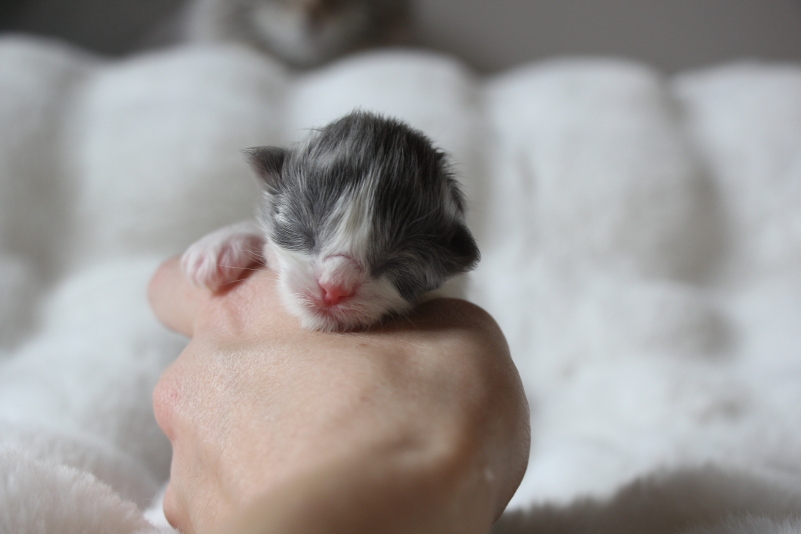 Manau - 2 jours (12)