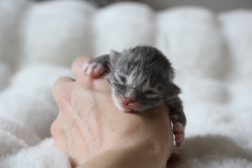 Miley Cyrus - 2 jours (10)